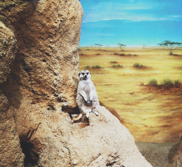 I wasn't so sure this meerkat was real. 